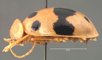 Media type: image; Entomology 17532   Aspect: habitus lateral view